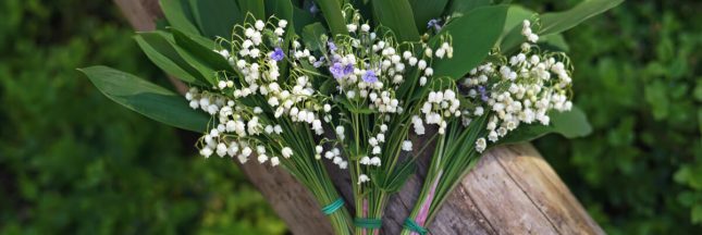 vente muguet