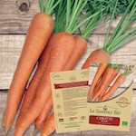 semis carotte