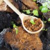 Le chaga, l'un des champignons les plus riches en nutriments