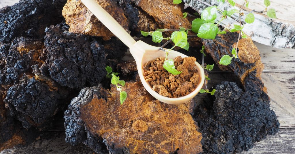 Le chaga, l’un des champignons les plus riches en nutriments