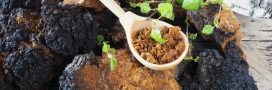 Le chaga, l'un des champignons les plus riches en nutriments