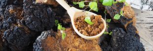 Le chaga, l'un des champignons les plus riches en nutriments Le chaga, l'un des champignons les plus riches en nutriments