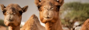 Les chameaux meurent... d'avoir mangé des kilos de plastique