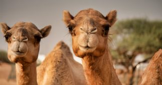 Les chameaux meurent... d'avoir mangé des kilos de plastique Les chameaux meurent... d'avoir mangé des kilos de plastique