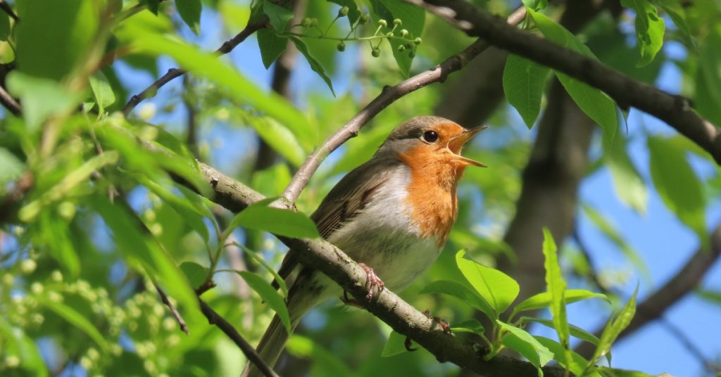 Ecouter les bruits de la nature peut aider votre santé