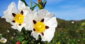 Découvrez l’huile essentielle de ciste ladanifère, particulièrement utile au quotidien Découvrez l’huile essentielle de ciste ladanifère, particulièrement utile au quotidien