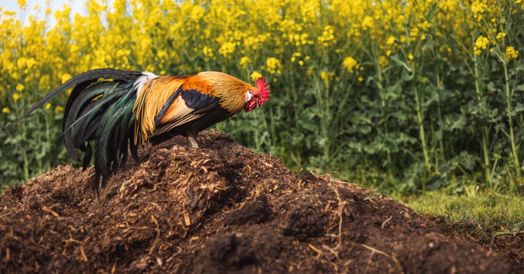 Les sols, mieux protégés des bactéries dangereuses avec un compost qu’avec des engrais chimiques