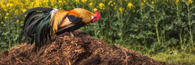 compost bacteries dangereuses