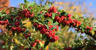 Cotoneaster - Un arbuste qui a de l'intérêt dans les haies Cotoneaster - Un arbuste qui a de l'intérêt dans les haies