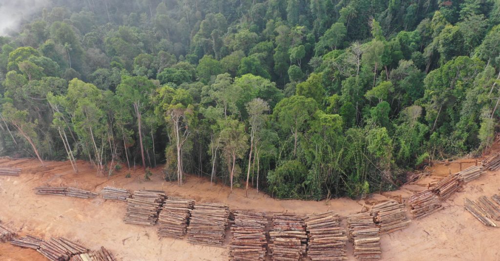 L’Europe est est le 2ème importateur de déforestation tropicale, derrière la Chine !