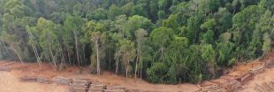 L'Europe est est le 2ème importateur de déforestation tropicale, derrière la Chine !