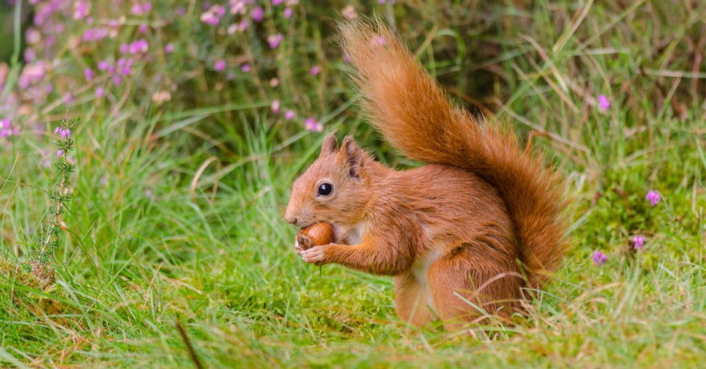 Pour sauver les jeunes écureuils, faites un don de noisettes