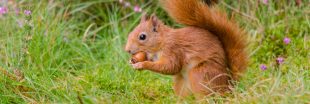 Pour sauver les jeunes écureuils, faites un don de noisettes