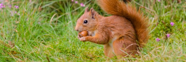 dons de noisettes écureuil