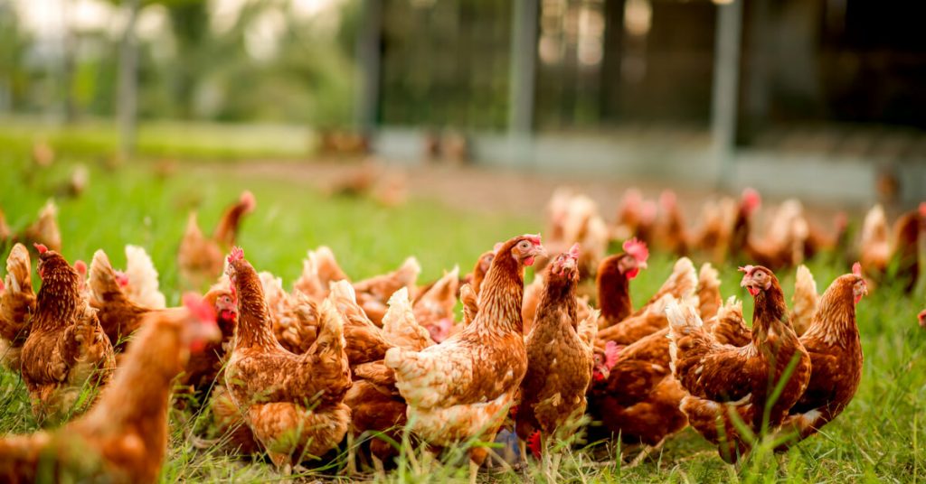 Enquête L214 : l’élevage de poules au sol, une fausse alternative à l’élevage intensif