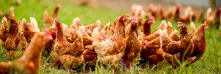 Enquête L214 : l'élevage de poules au sol, une fausse alternative à l'élevage intensif