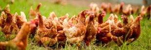 Enquête L214 : l'élevage de poules au sol, une fausse alternative à l'élevage intensif Enquête L214 : l'élevage de poules au sol, une fausse alternative à l'élevage intensif