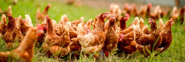 élevage de poules au sol