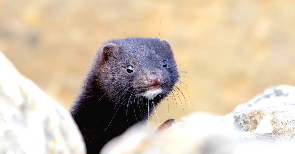 Espèces invasives : une menace pour la biodiversité et un gouffre financier