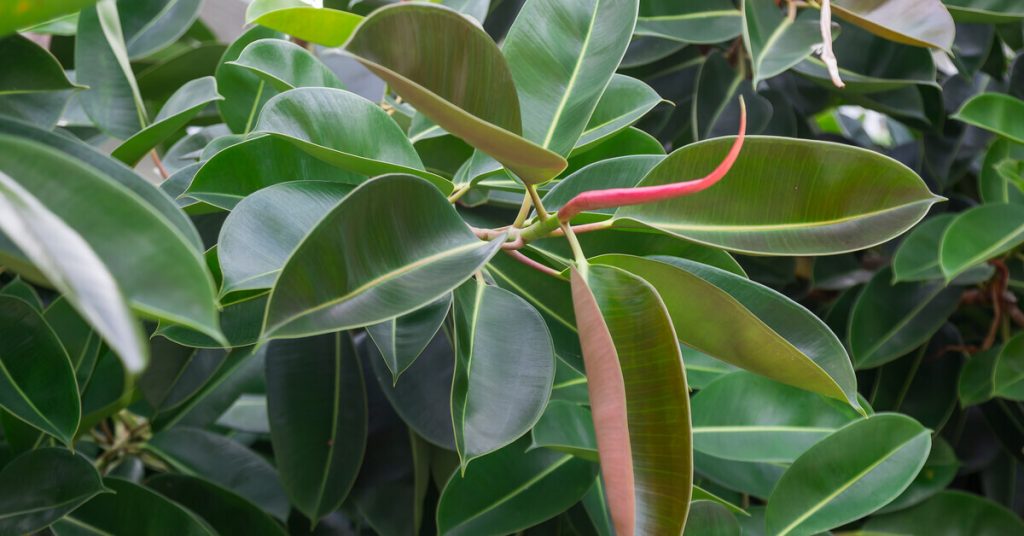 Plantation et entretien du caoutchouc Ficus elastica