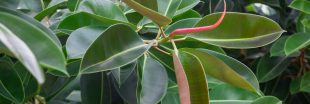Plantation et entretien du caoutchouc Ficus elastica