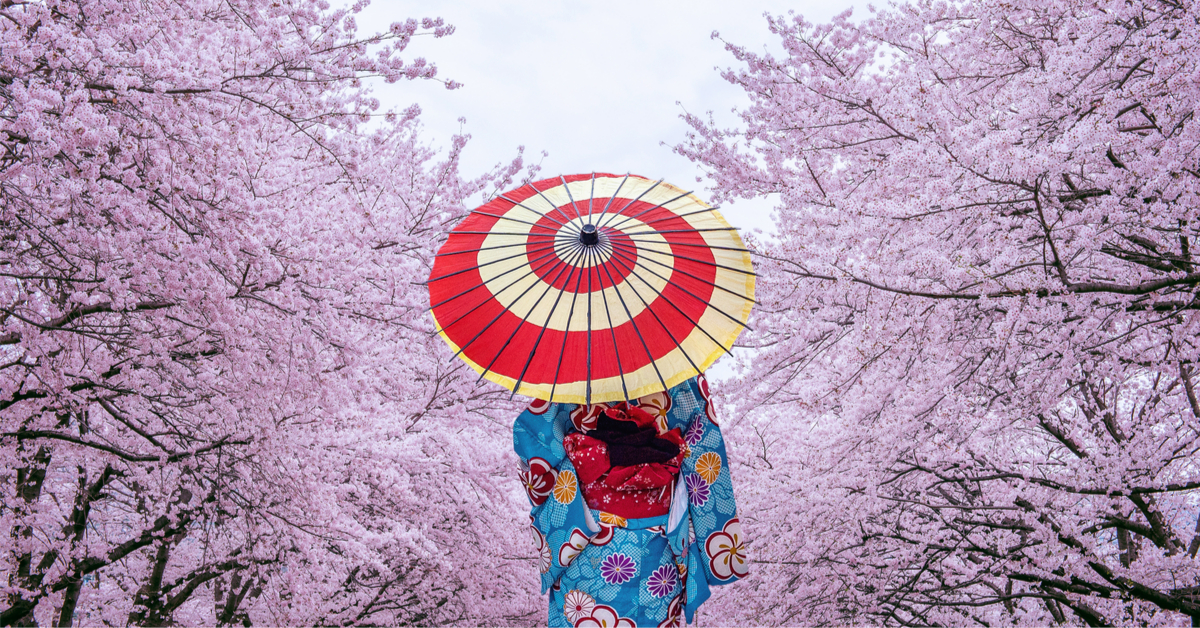 Hanami : où voir la floraison des cerisiers japonais en France ? 