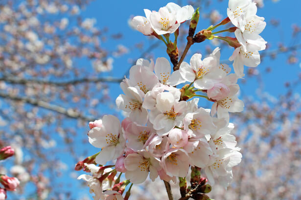 floraison cerisiers japon record