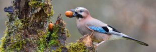 Dans la famille biodiversité ordinaire, protégeons le geai des chênes