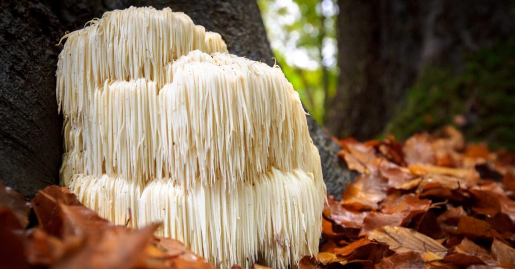 Hydne hérisson, un champignon intelligent !