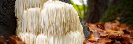 Hydne hérisson, un champignon intelligent !