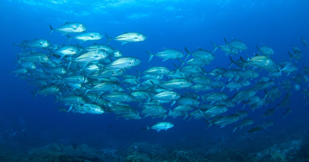 Réchauffement des océans : l’exode des poissons a commencé