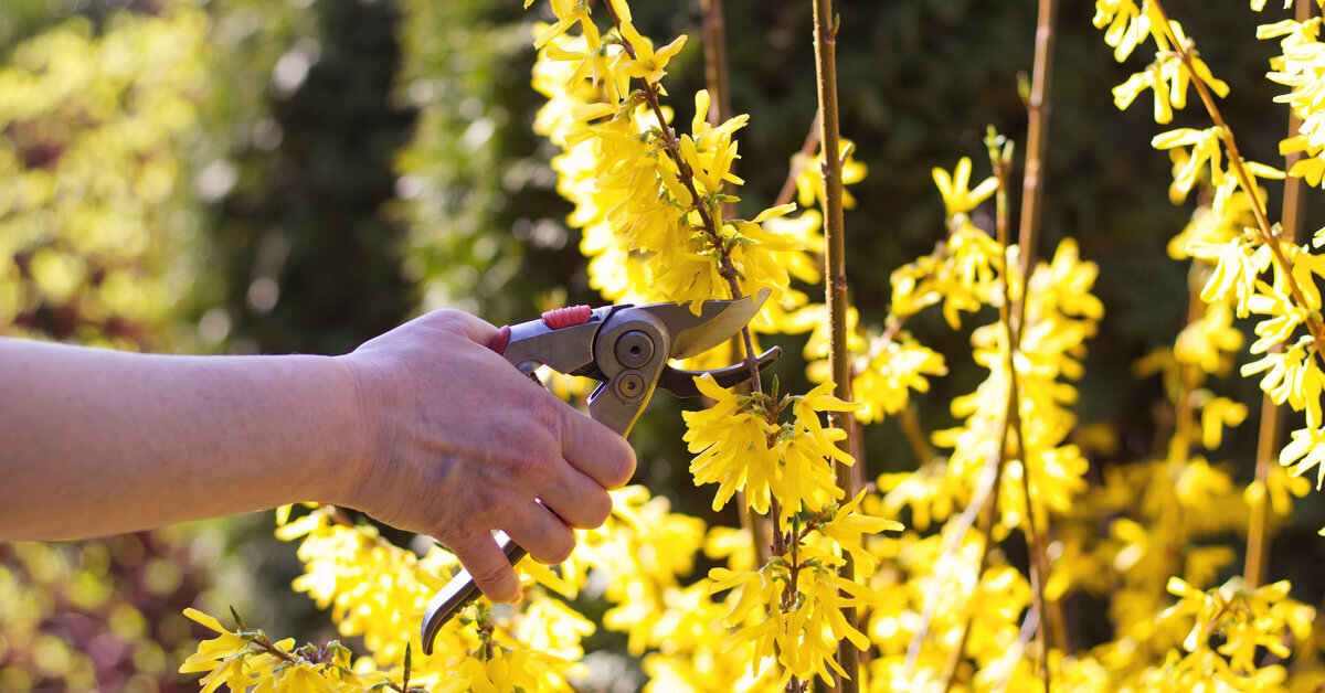 Ces plantes à ne pas tailler au printemps