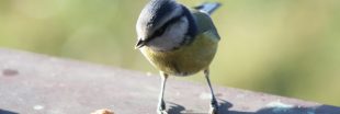 Les oiseaux rendraient aussi heureux que l'argent