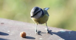 Les oiseaux rendraient aussi heureux que l'argent Les oiseaux rendraient aussi heureux que l'argent