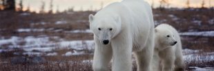 Affamés, les ours polaires déciment les nids d'oiseaux à la recherche d'oeufs