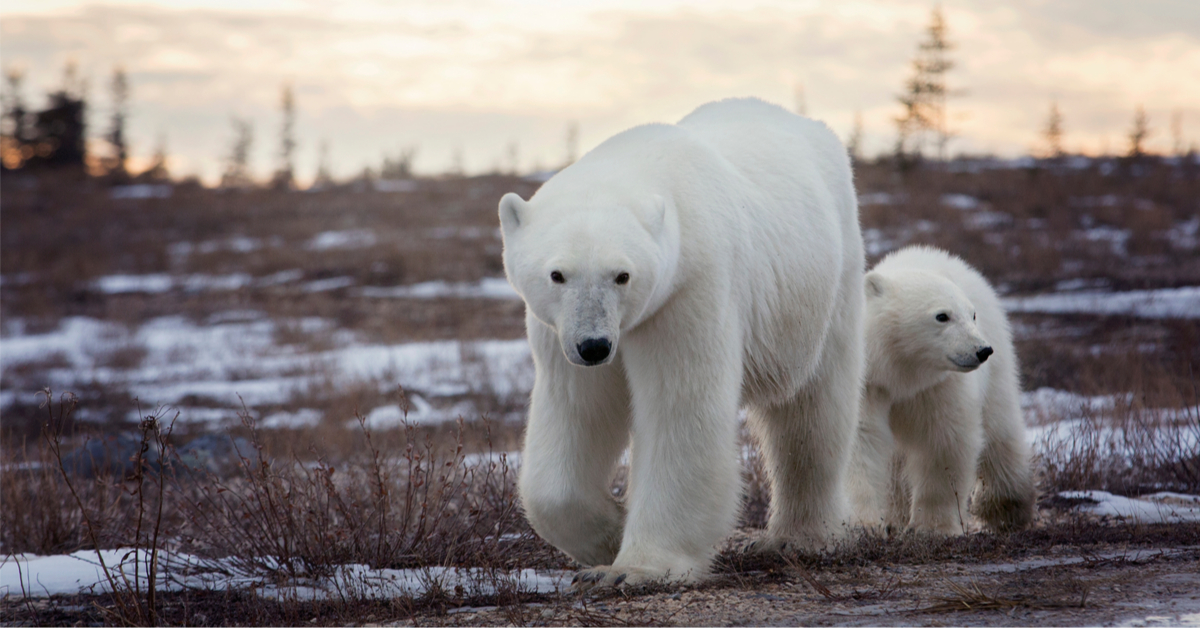 Affamés, les ours polaires déciment les nids d'oiseaux à la recherche d'oeufs Affamés, les ours polaires déciment les nids d'oiseaux à la recherche d'oeufs
