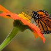 10 papillons pollinisateurs de France