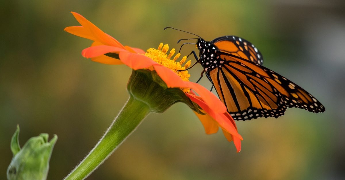 10 papillons pollinisateurs de France