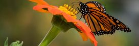 10 papillons pollinisateurs de France
