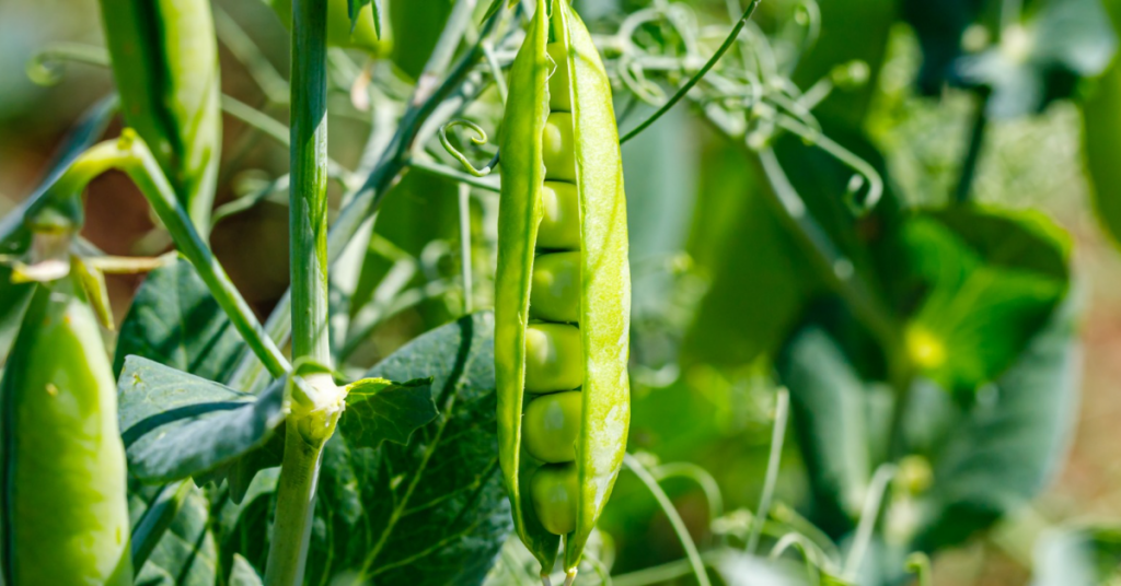 Comment réussir ses semis de petits pois année après année