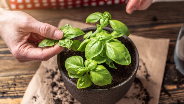 Tout savoir pour réussir vos semis de basilic