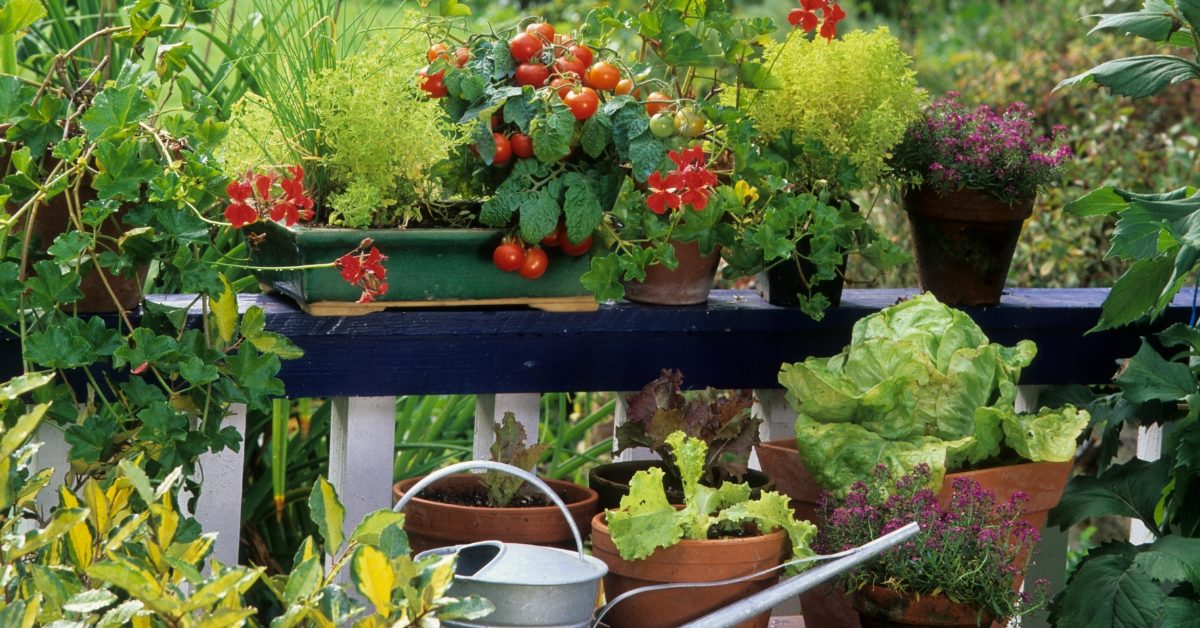 Créer un potager sur son balcon