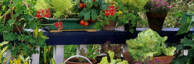 créer potager balcon