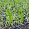Tout savoir pour réussir vos semis de ciboulette Tout savoir pour réussir vos semis de ciboulette