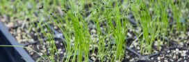 Tout savoir pour réussir vos semis de ciboulette Tout savoir pour réussir vos semis de ciboulette