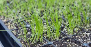 Tout savoir pour réussir vos semis de ciboulette Tout savoir pour réussir vos semis de ciboulette