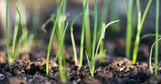 Tout savoir pour réussir vos semis de poireaux Tout savoir pour réussir vos semis de poireaux