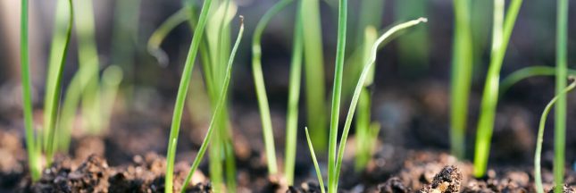 semis poireaux