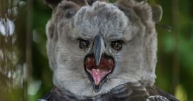 La Harpie féroce, un rapace hors norme