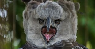 La Harpie féroce, un rapace hors norme